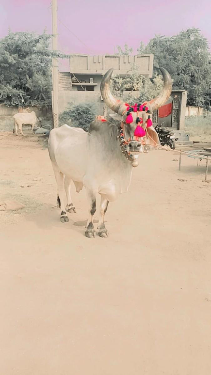 ભરત વેચવાનો છે