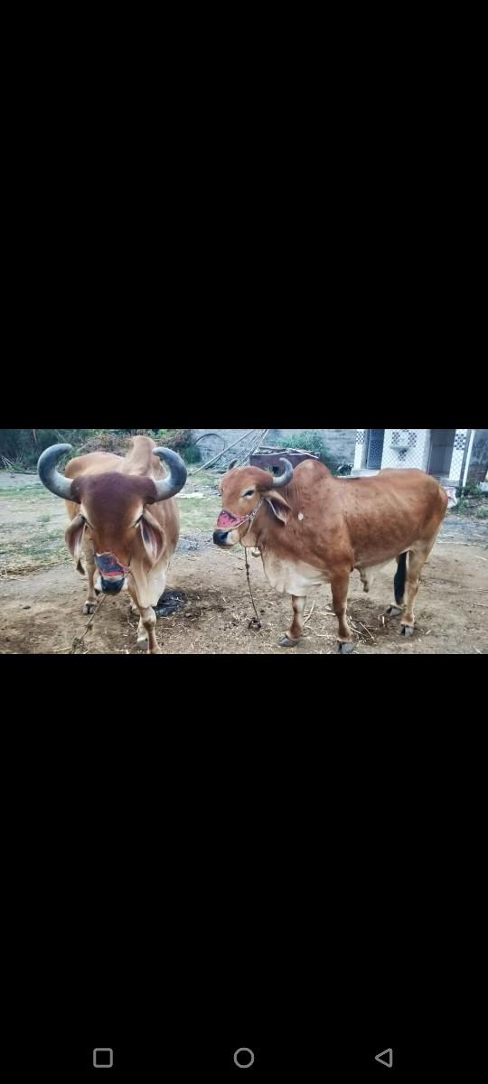 બળદ વેચવાના છે