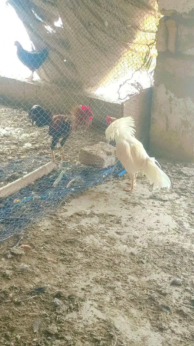 थंबनेल 3