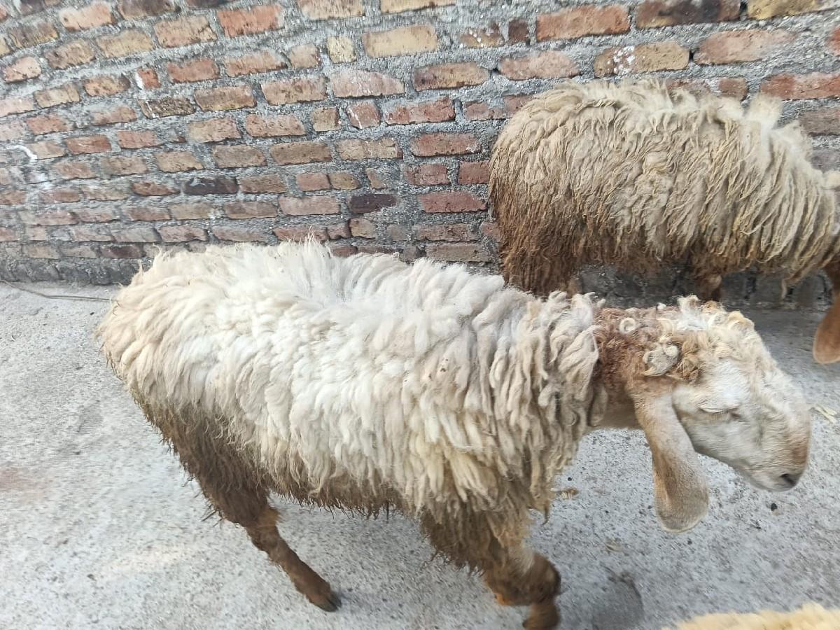 थंबनेल 2