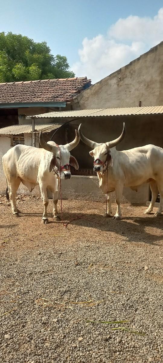 બળદ વેચવાના છે