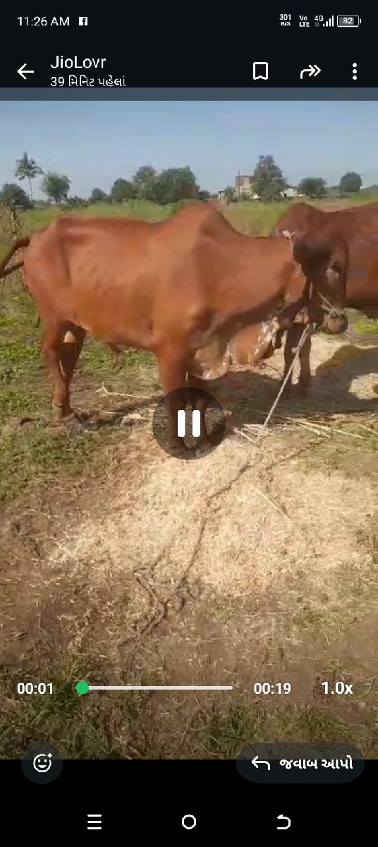 14000 રૂપિયા કિંમત હાલતા ચાલતા છે