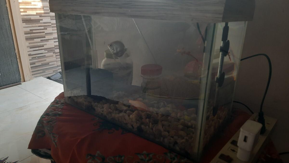 માછલી ઘર બધા સામાન સહિત વેચાણ