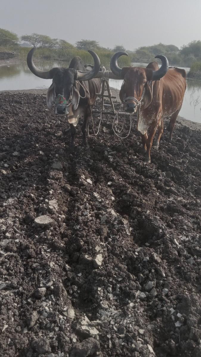 ગામ બરેજ