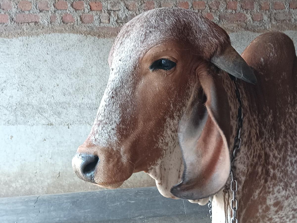 બળદ વેચવાના છે