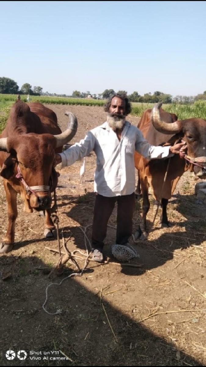 બળદ વેચવાના છે