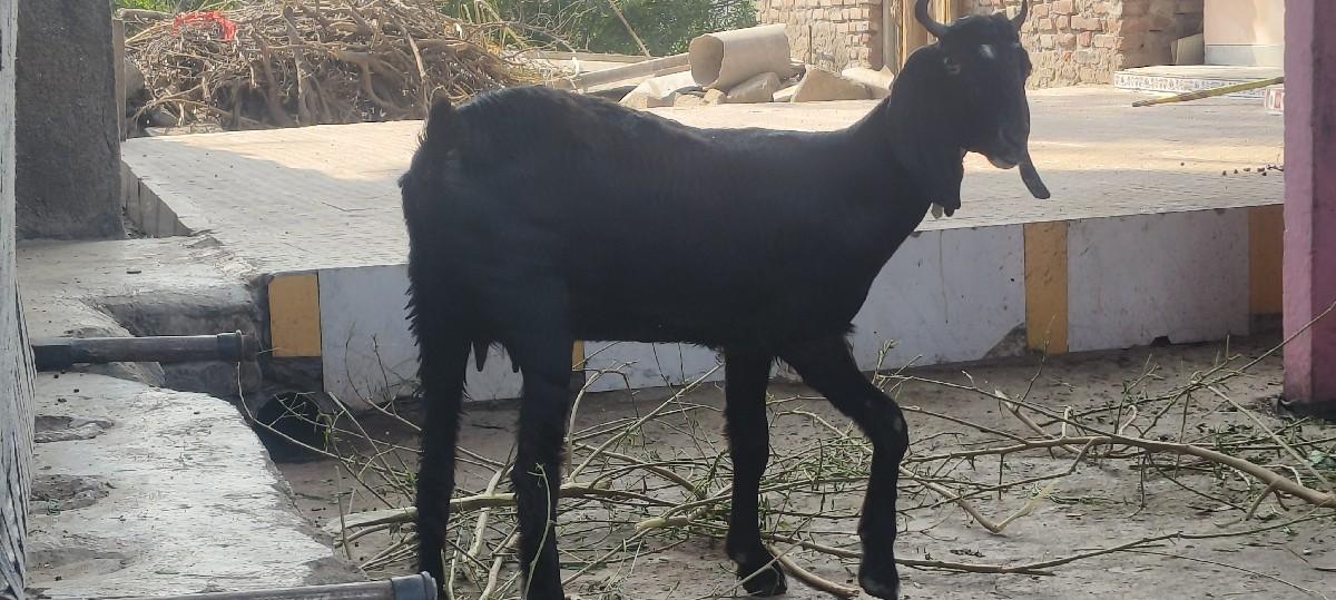 4 બકરી દેવાની છે