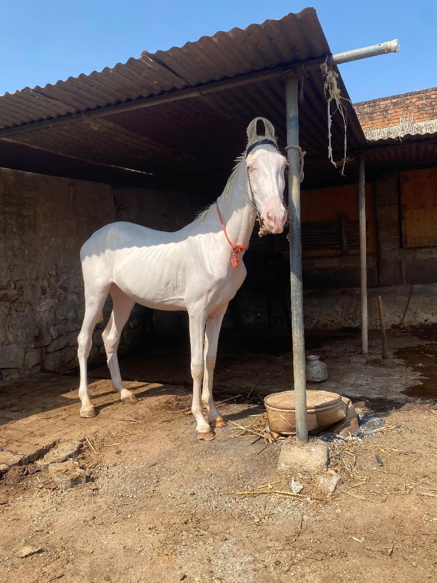 વછેરો વેચવાનો સે