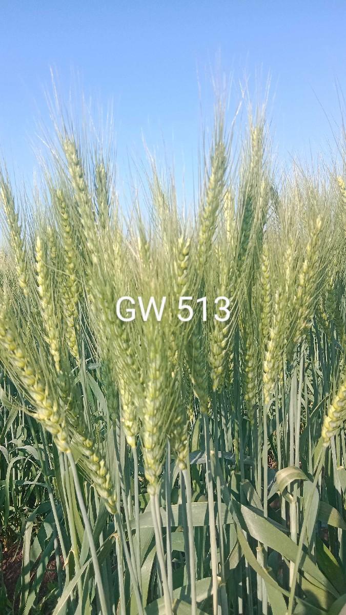GW 513 ઘવ વેચવાની છે બિયારણ ના છે