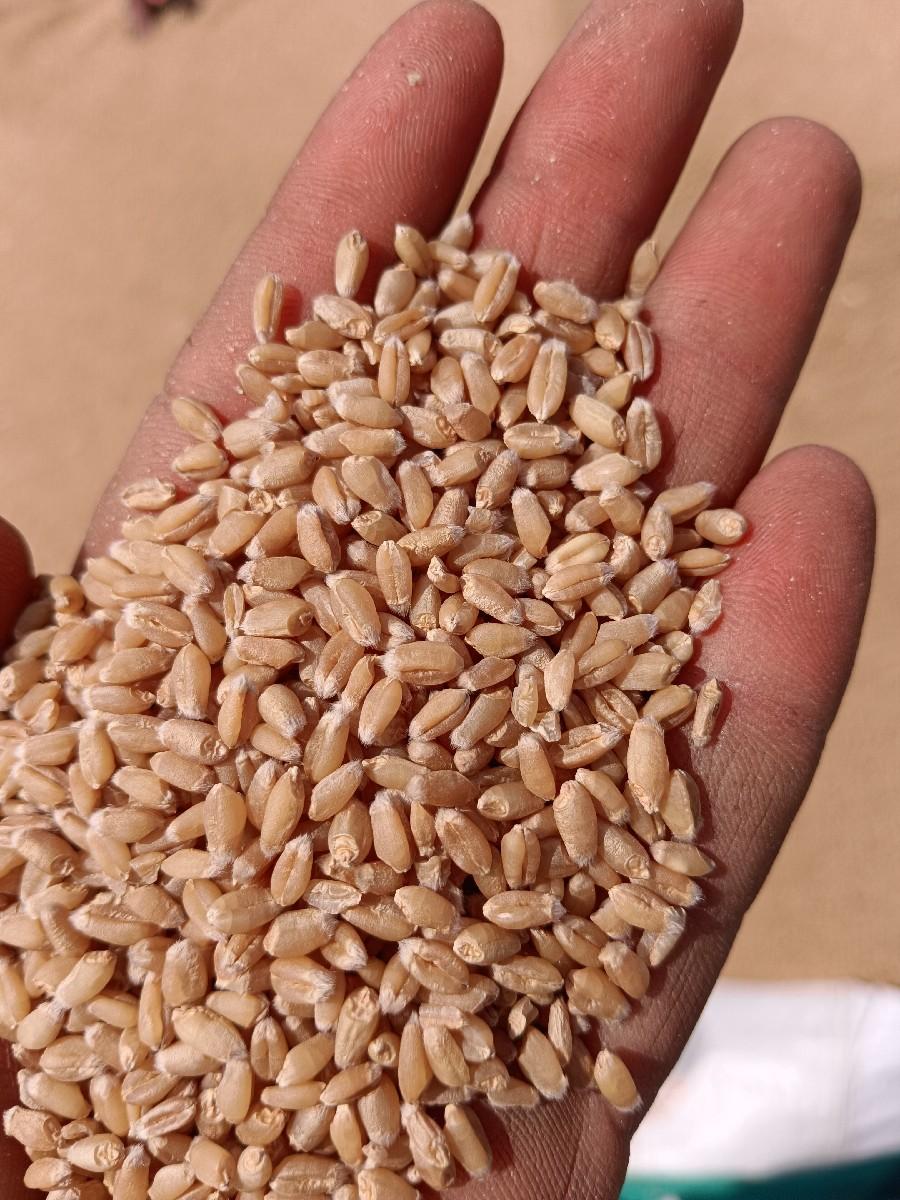 અક્ષય કંપની ના વામન ટુકડાબિયારણ