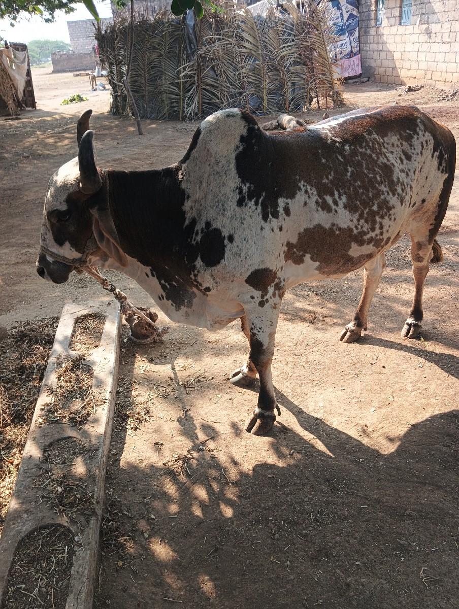 ગાય વેચવાની છે