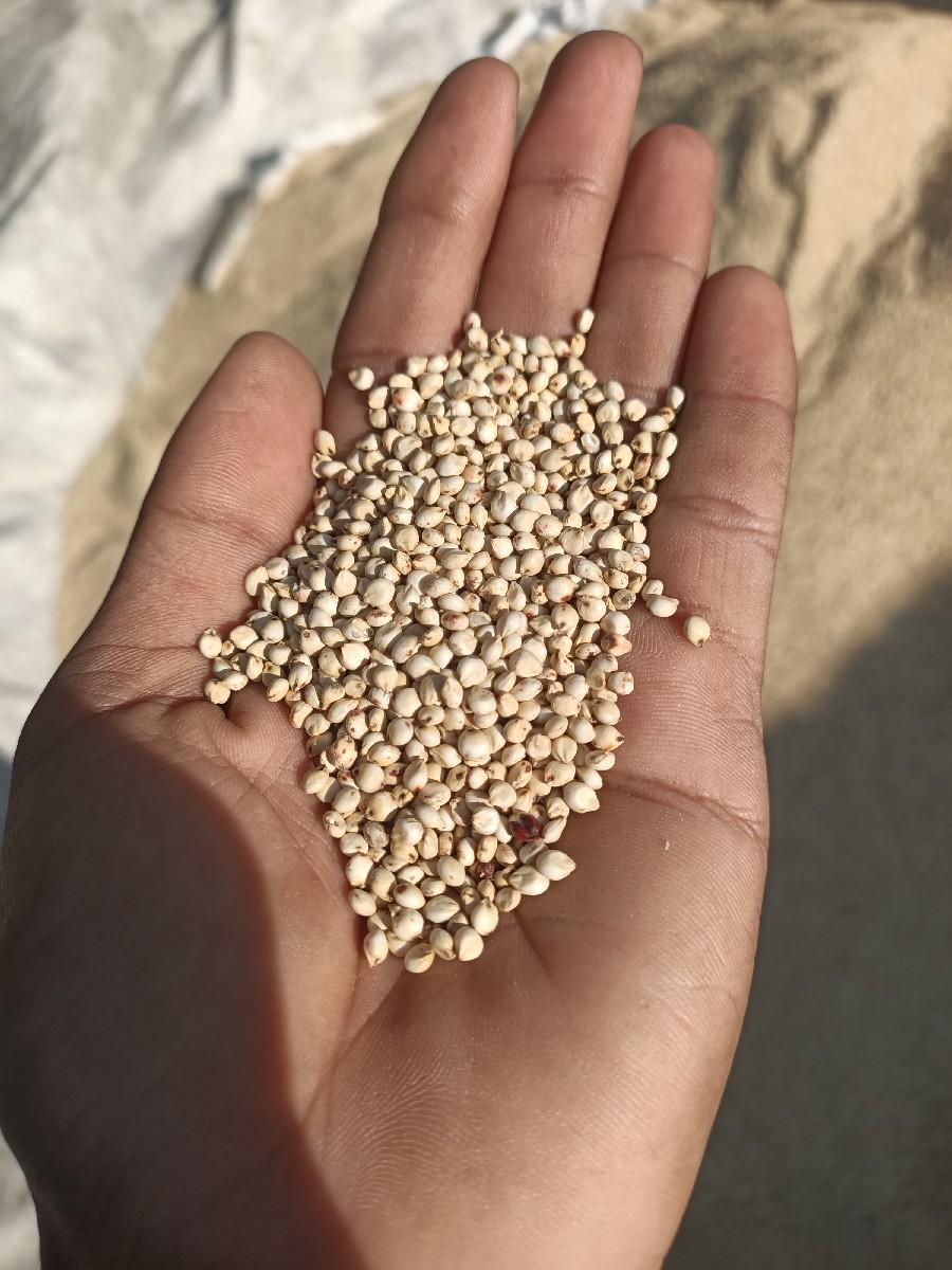 જુવાર બિયારણ માટે