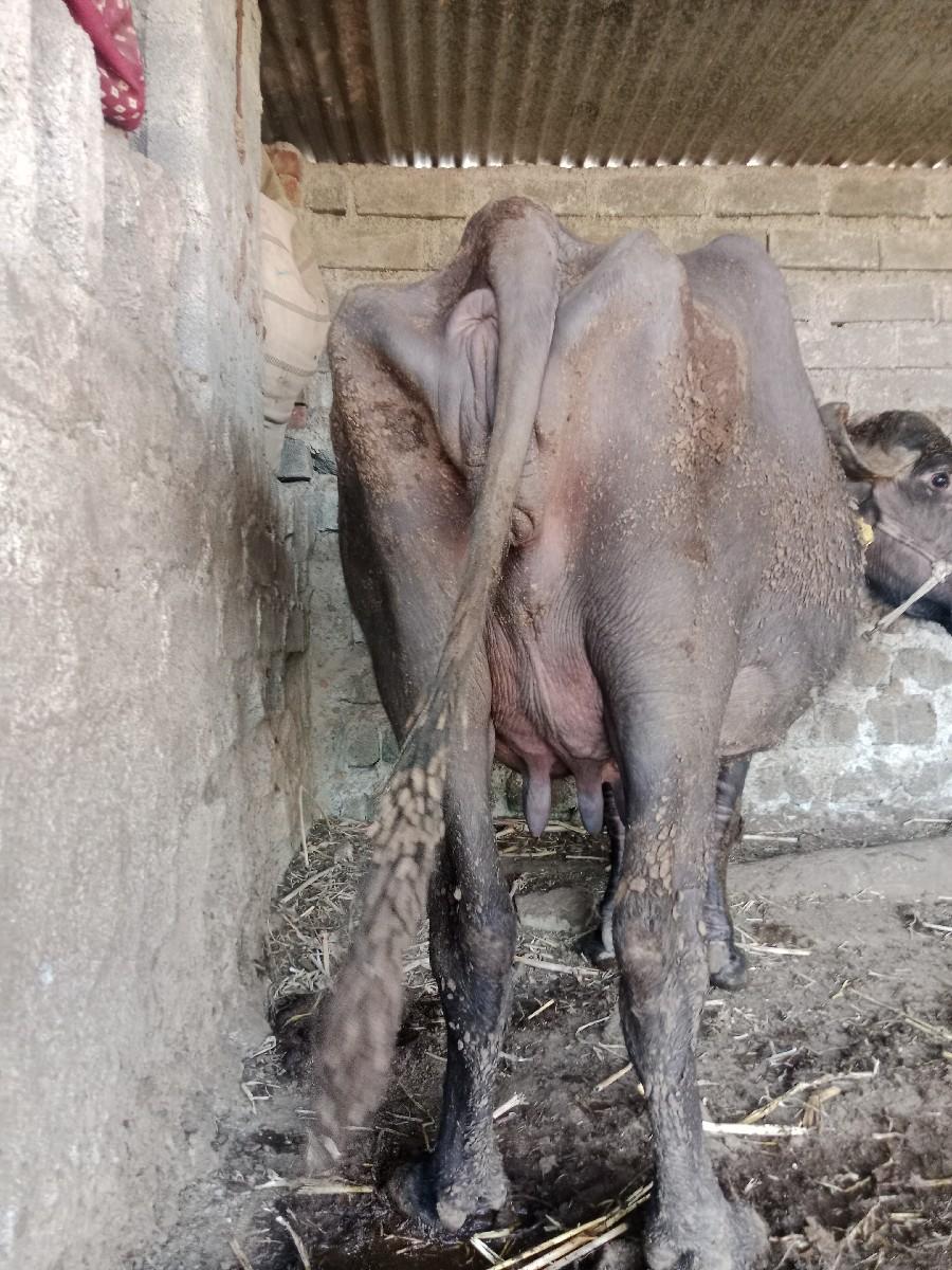 ભેંસ વેચવાની