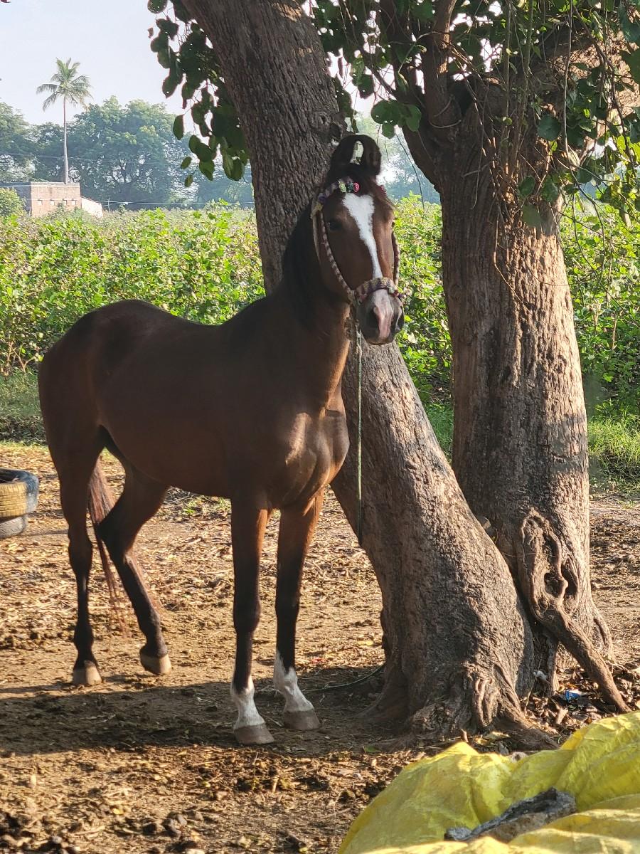 aa ghodi vechvani  che