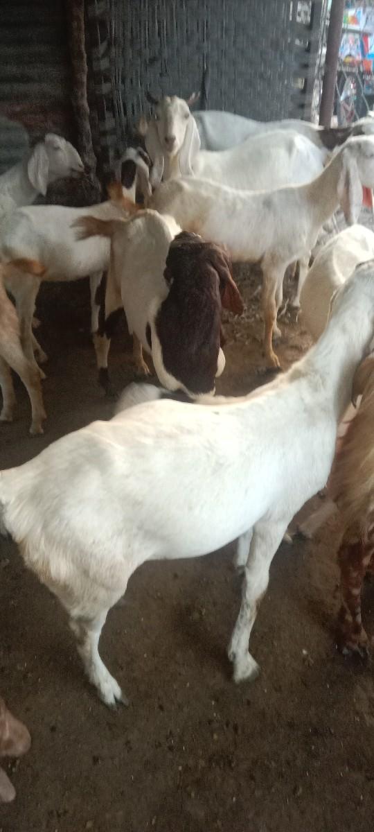 થંબનેલ 2