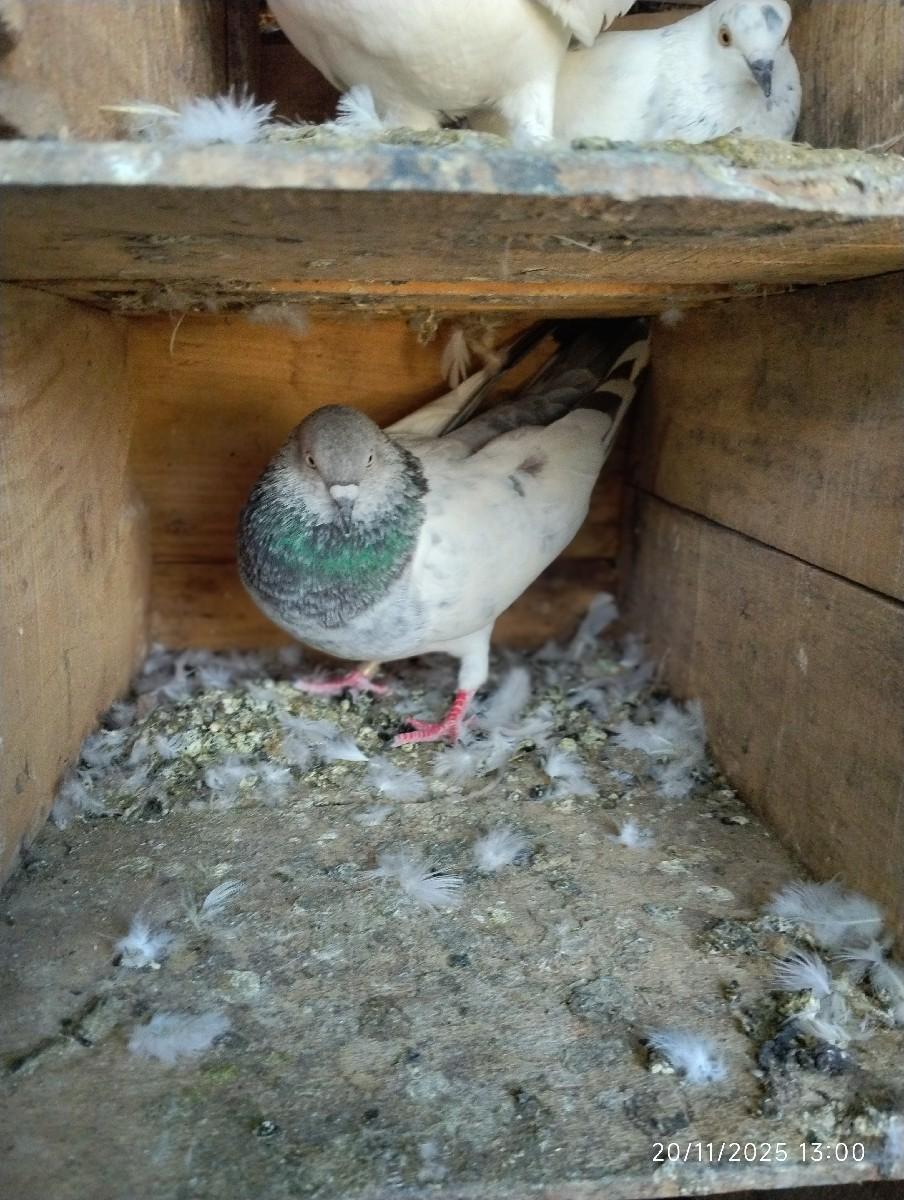 थंबनेल 3