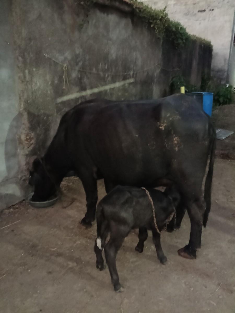 પેલુ વેતર ખડેલી વેચવા ની છે