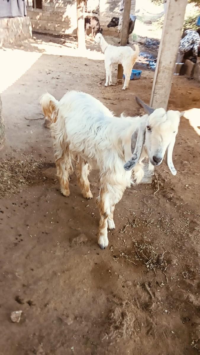 थंबनेल 2