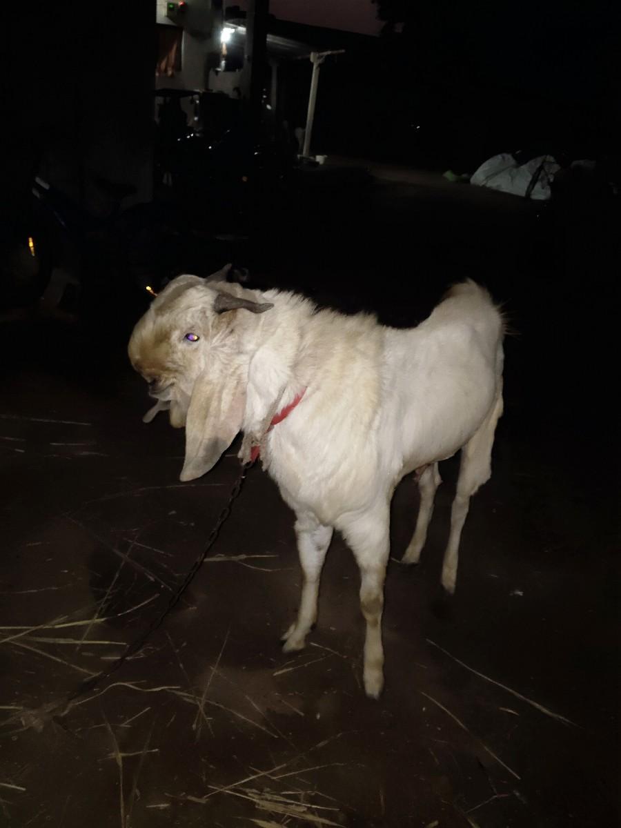 થંબનેલ 3