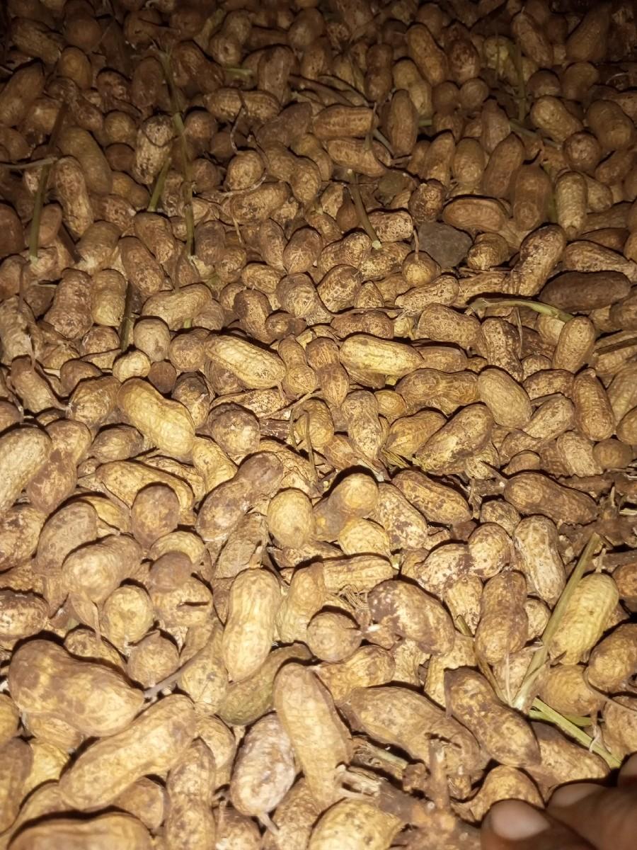 કોરી મગફળી બિયારણ મા આપવાની છે