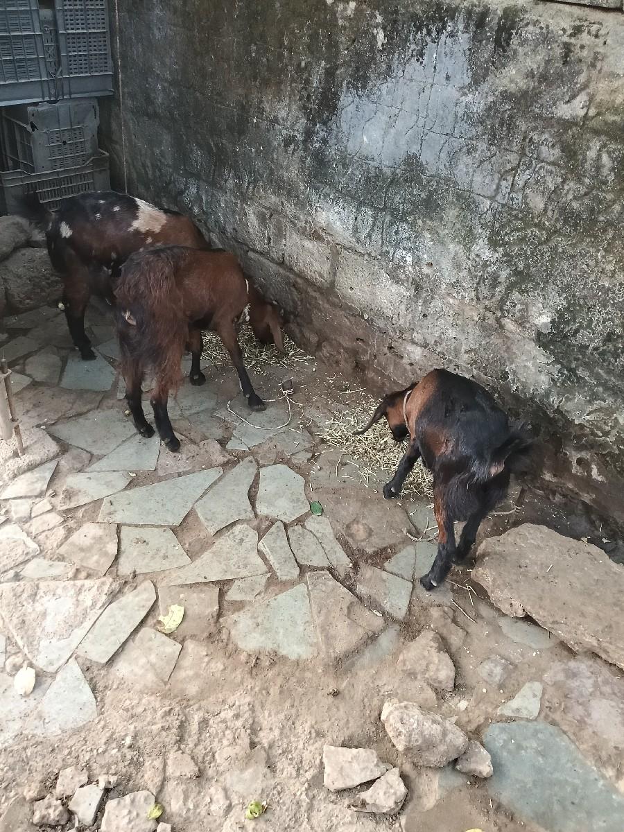 થંબનેલ 3