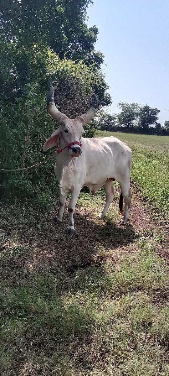 બળદ વેચવાનો છે