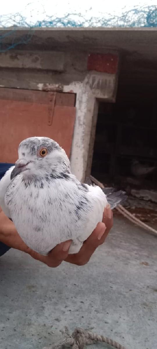 થંબનેલ 3