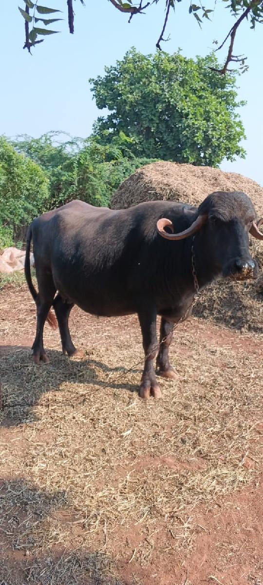 થંબનેલ 3