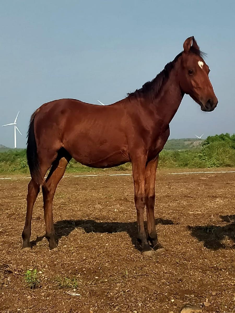 થંબનેલ 2