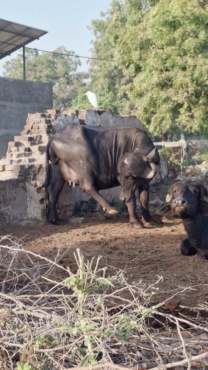 થંબનેલ 3