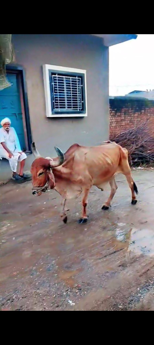બળદ વેચવાનો છે
