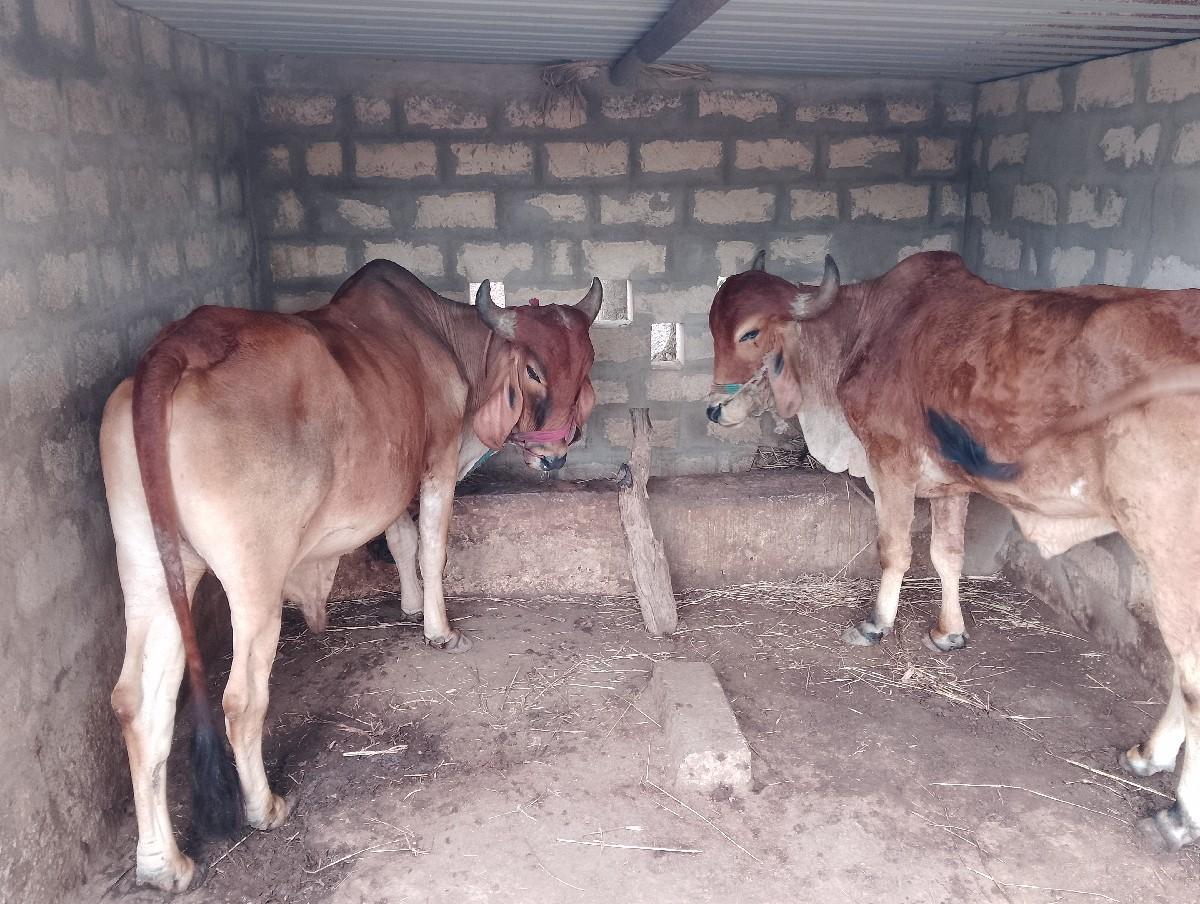 થંબનેલ 3