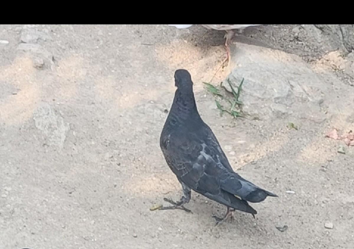 કબૂતર વેચવાના છે ઉડાન ના છે