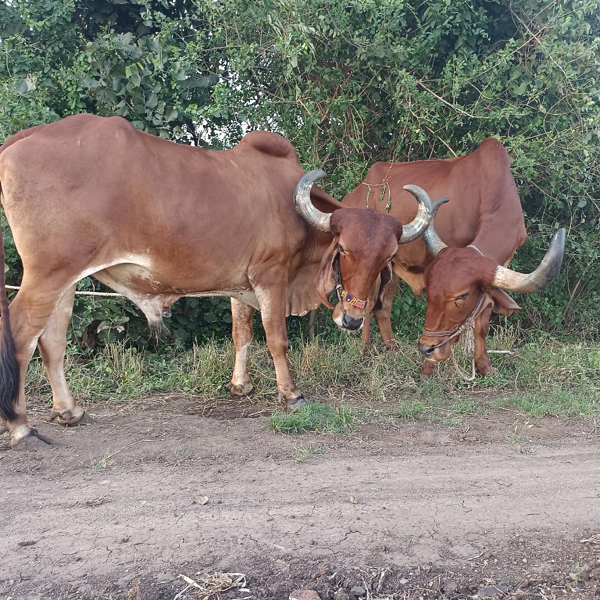 थंबनेल 3