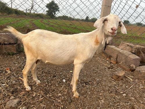 થંબનેલ 2