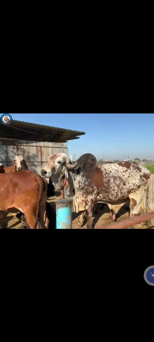 ખૂટ લે વાનો છે