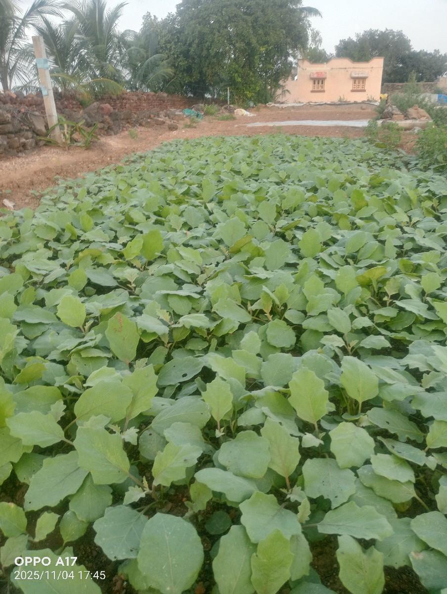 थंबनेल 2