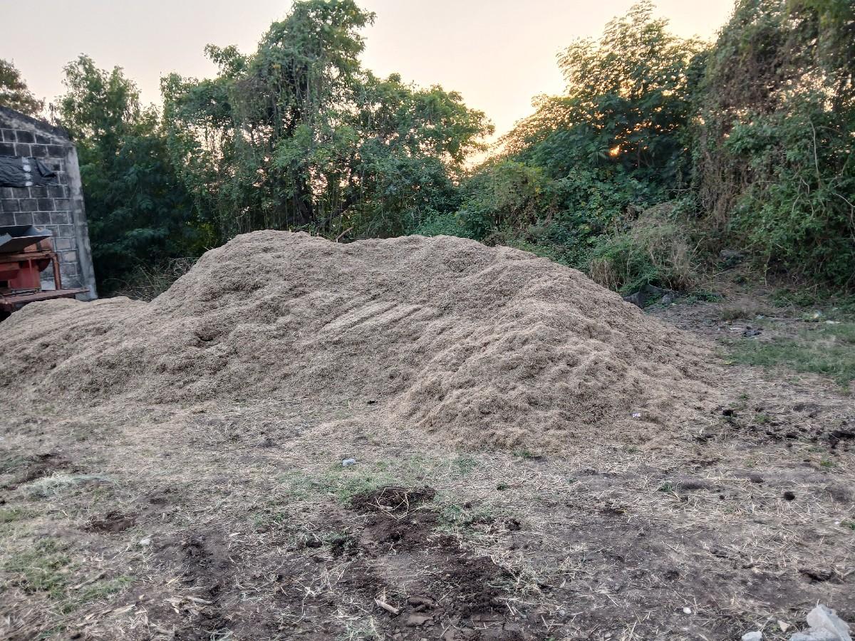 સોયાબીન નો  ચારો