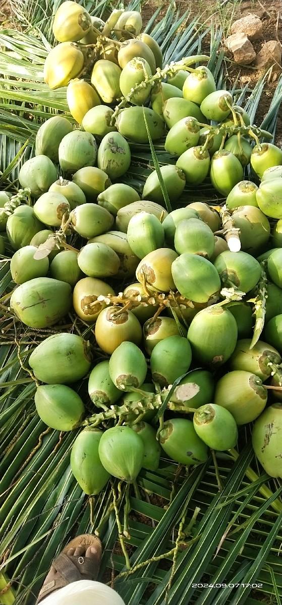 લીલા નાળિયેર વેચવાના છે