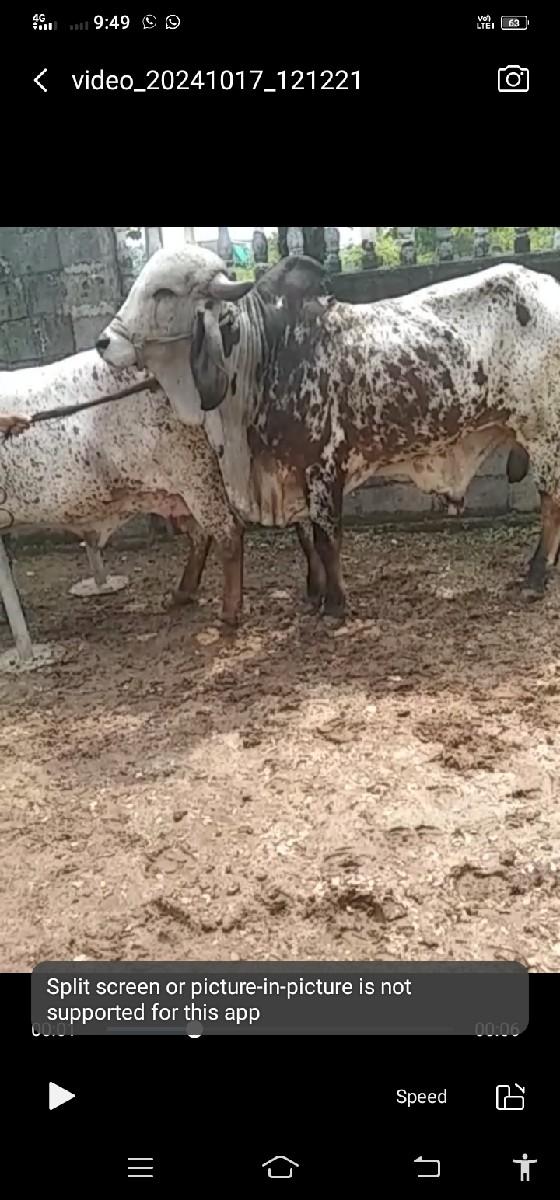 થંબનેલ 3