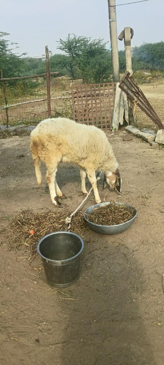 થંબનેલ 2