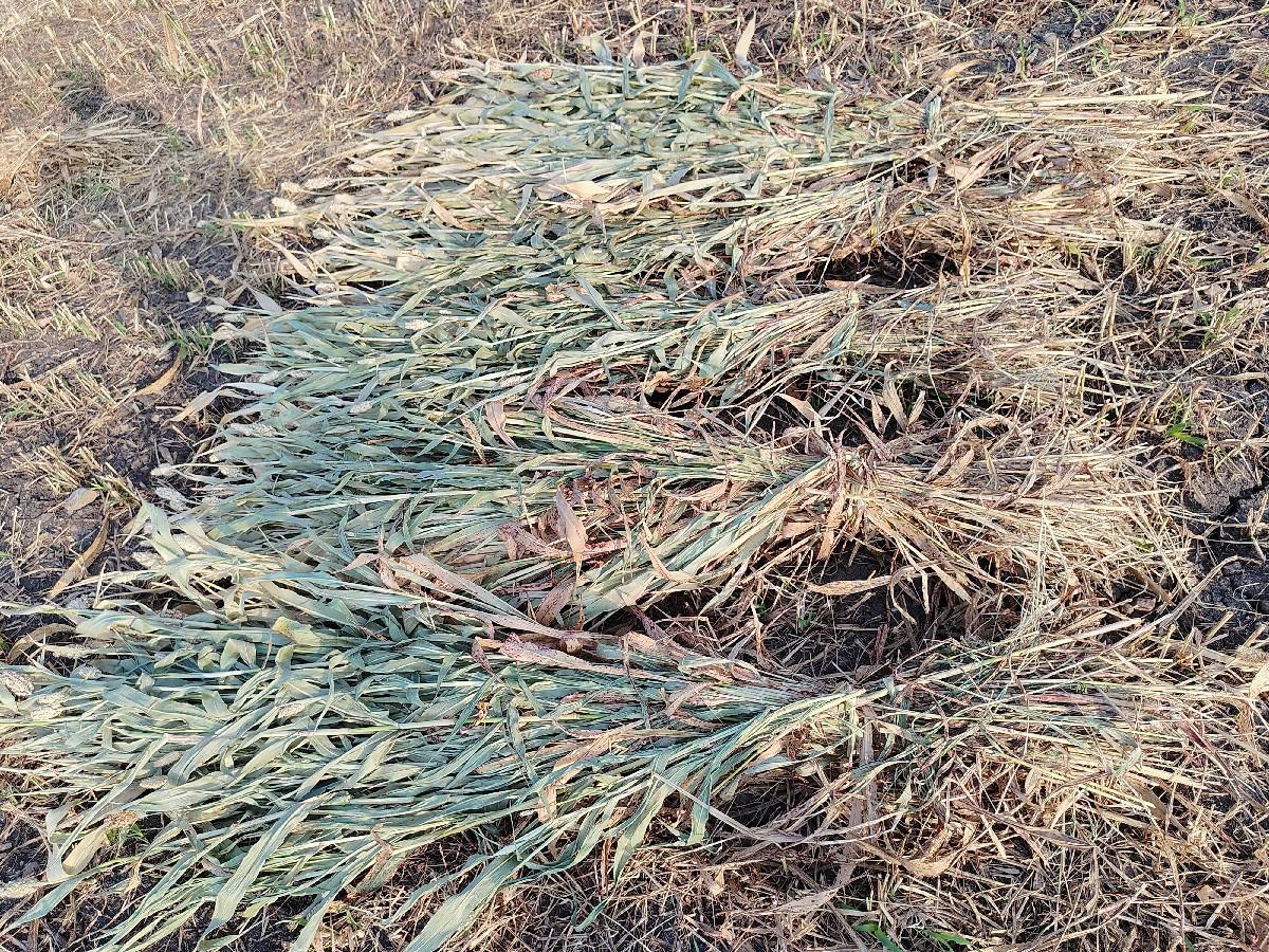 juvarni niran vechvani che