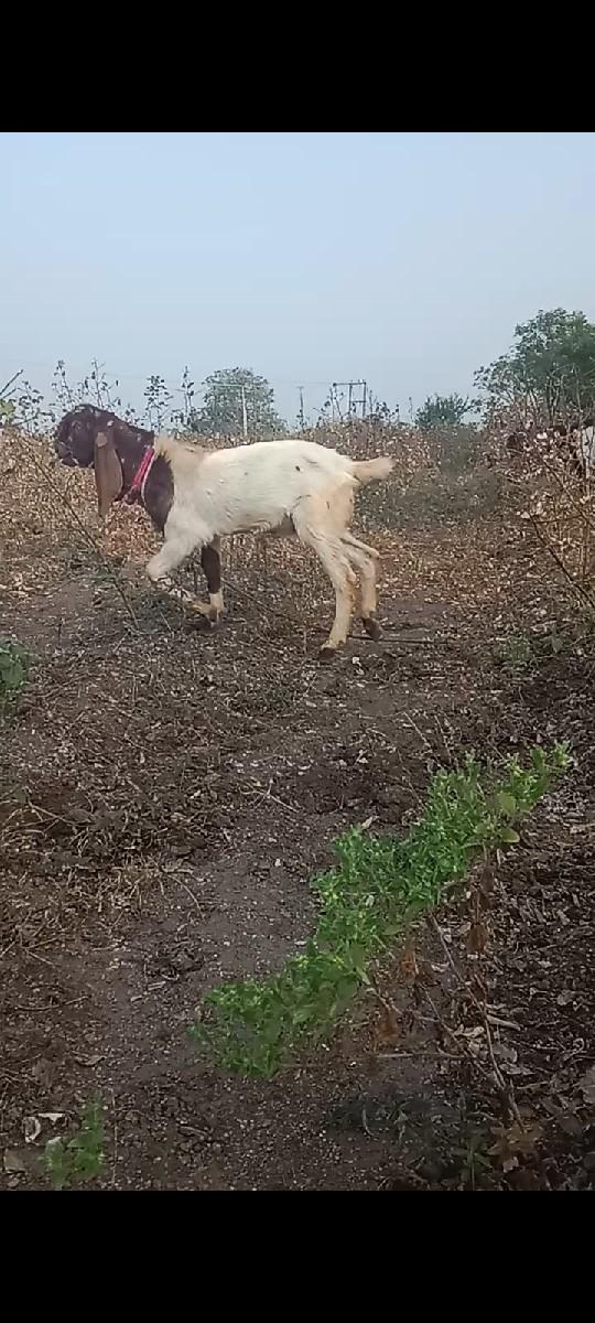 थंबनेल 2