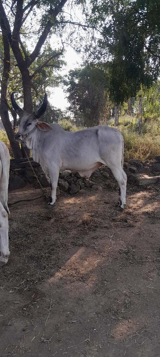 ગોઢલો વેચવાનો છે..