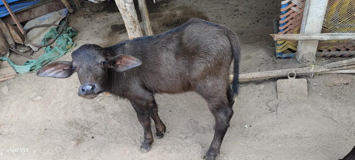 થંબનેલ 3