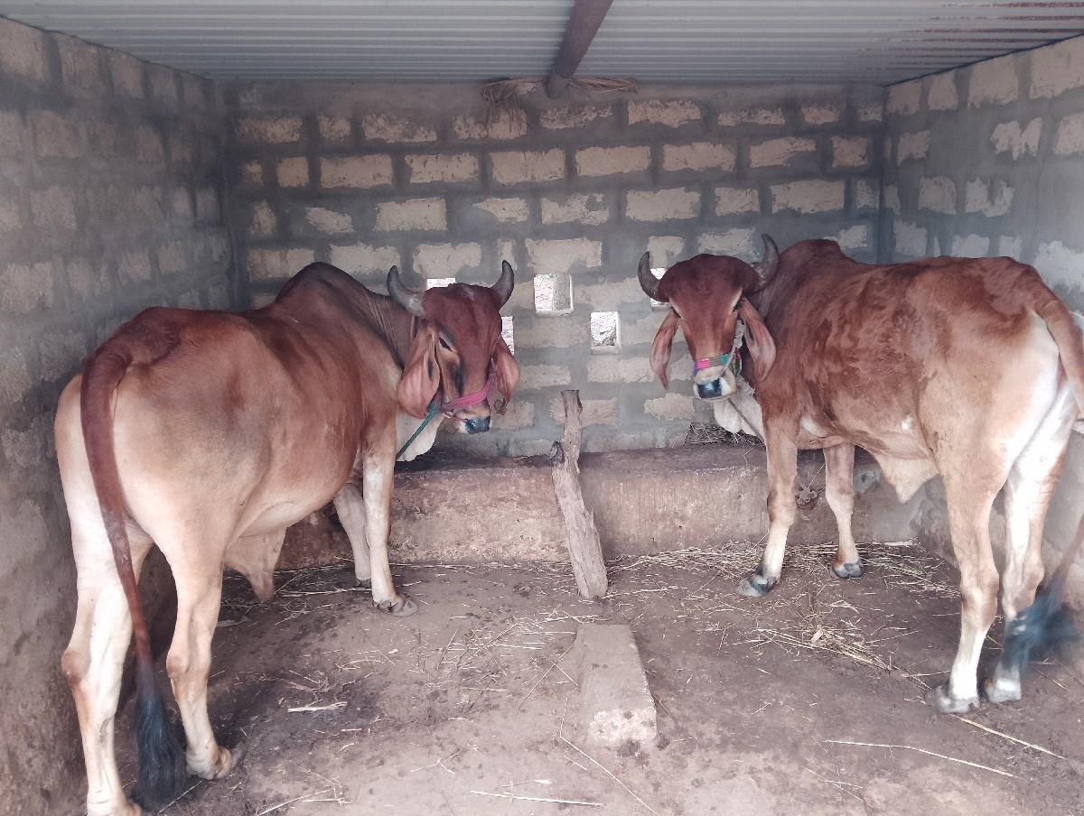 ગોઢલા વેચવાના શે