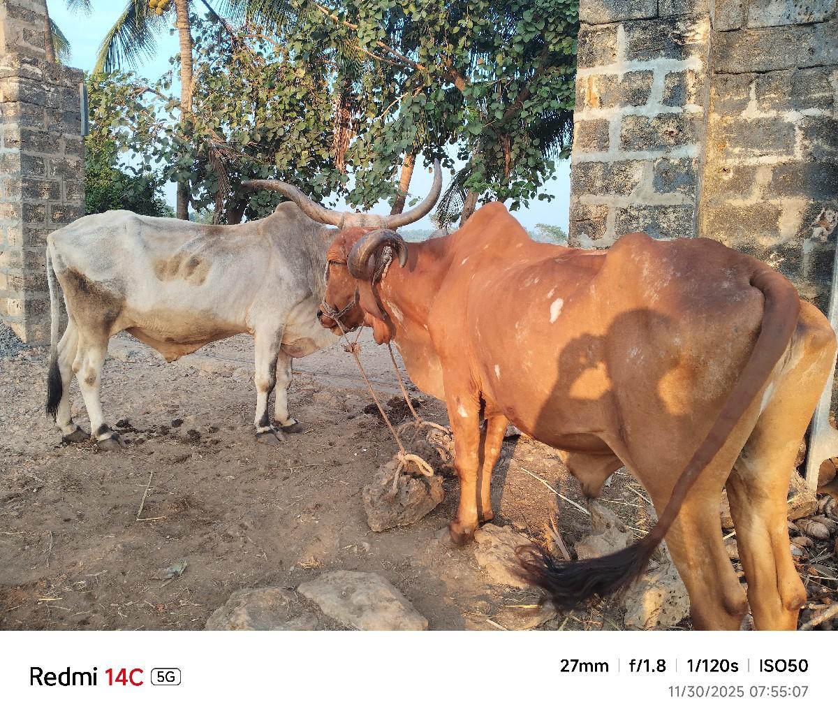 બળદ દેશી વેચવા ના