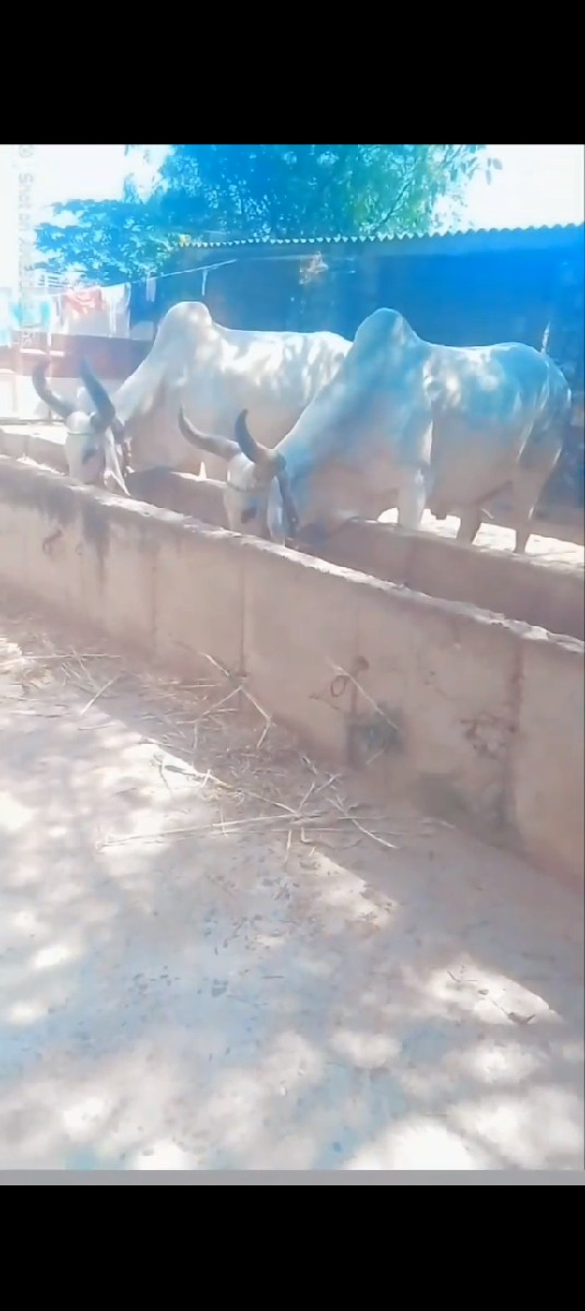 Junagarh Jila full Java Ritesh Bho