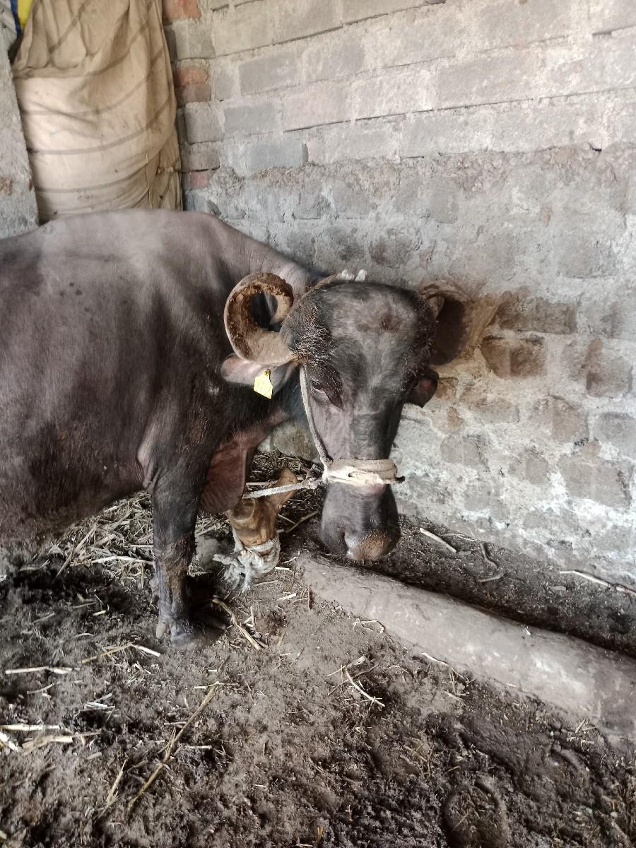 થંબનેલ 2