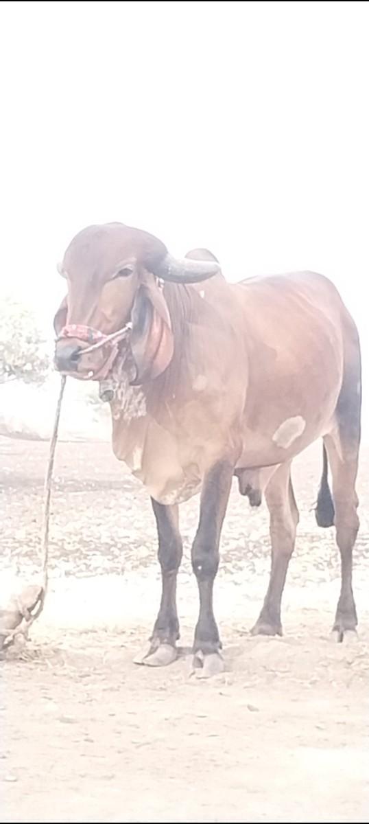 બળદ વેચવાનો છે